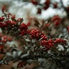 Cocktails & Christmas Wreath Making